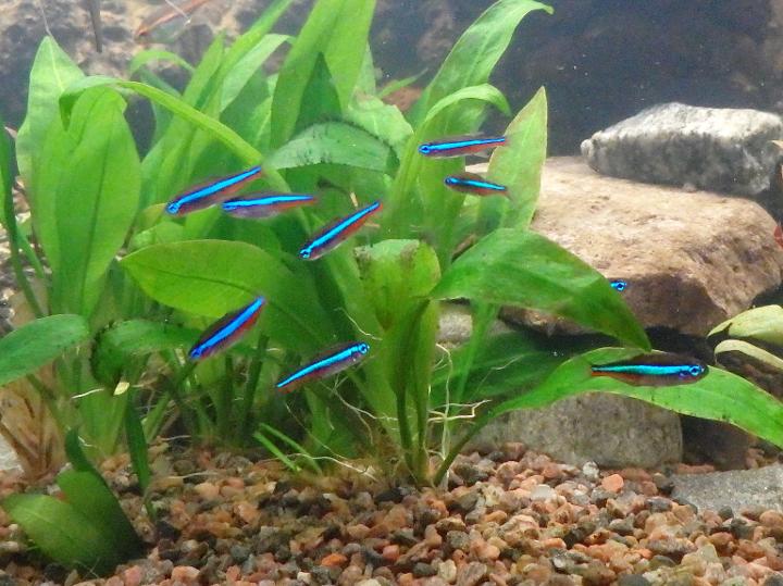 Neontetra 2014