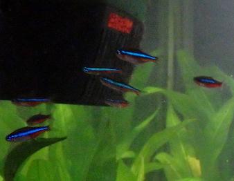 Neontetra